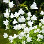 campanula persicifolia alba 2