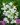 campanula persicifolia alba