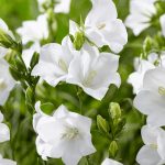 campanula persicifolia alba 3