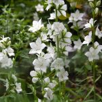 campanula persicifolia alba 4