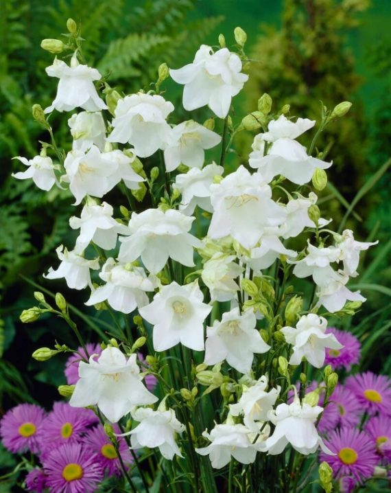 campanula persicifolia alba