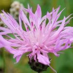 centaurea bella 1