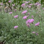 centaurea bella