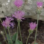 centaurea bella 3