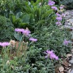 centaurea bella 4