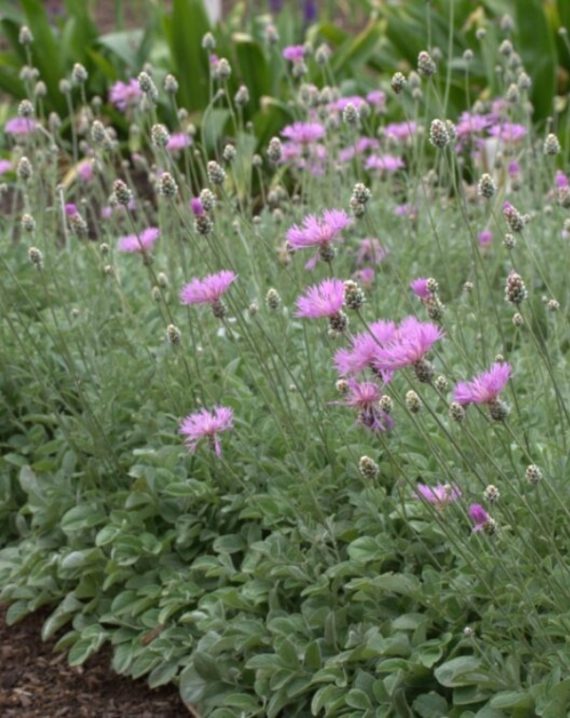 centaurea bella