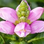 chelone obliqua 1