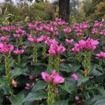 chelone obliqua