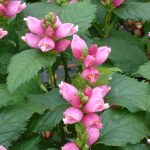 chelone obliqua 2