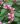 chelone obliqua 2