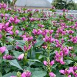 chelone obliqua 4