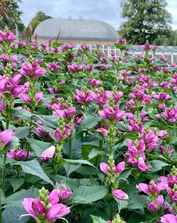 chelone obliqua 4
