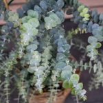 eucalyptus pulverulenta 1