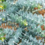 eucalyptus pulverulenta 2