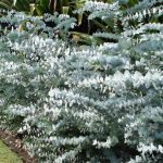 eucalyptus pulverulenta 3