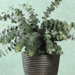eucalyptus pulverulenta 4