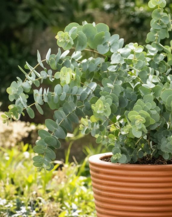 eucalyptus pulverulenta