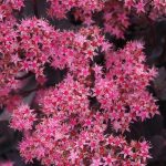 sedum spectabile black beauty 1