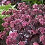 sedum spectabile black beauty