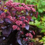 sedum spectabile black beauty 2