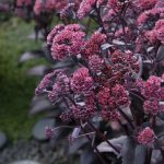 sedum spectabile black beauty 3
