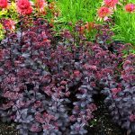 sedum spectabile black beauty 4