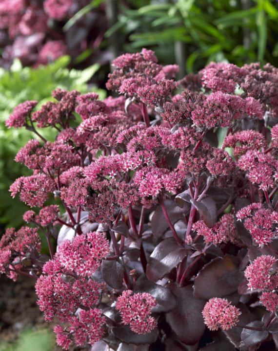 sedum spectabile black beauty