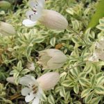 silene uniflora 1
