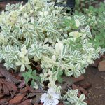 silene uniflora 2