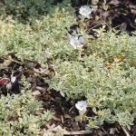 silene uniflora 3