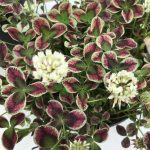 trifolium repens estelle 1