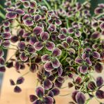 trifolium repens estelle