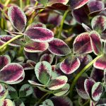 trifolium repens estelle 3