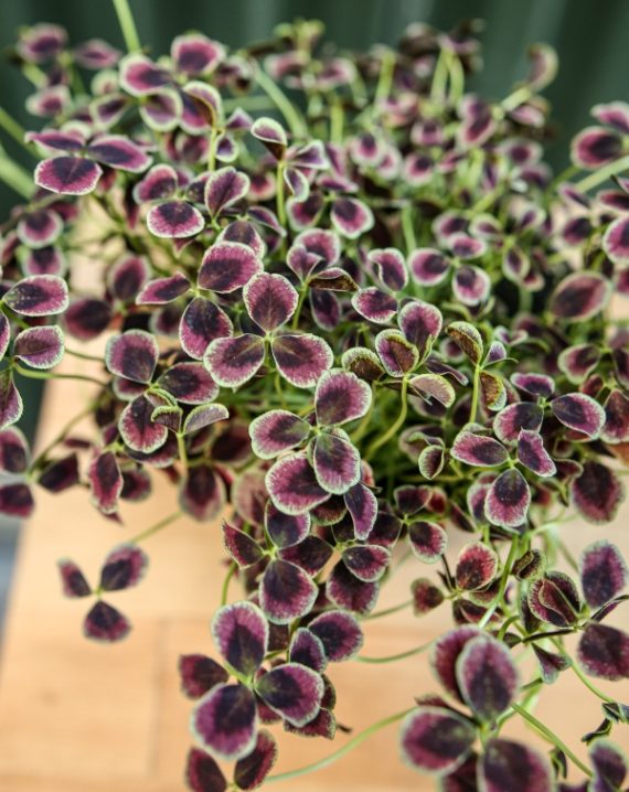 trifolium repens estelle