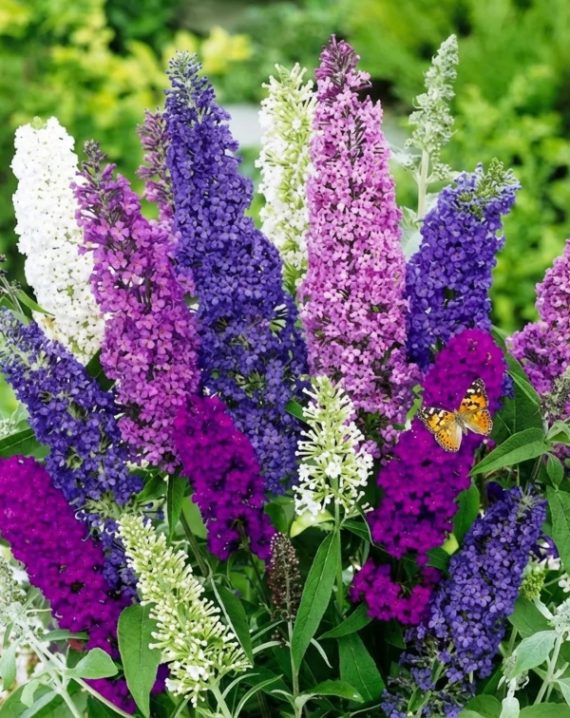 budleja mix
