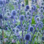 eryngium planum 1