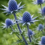 eryngium planum 2