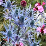 eryngium planum 4