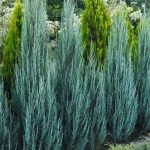 juniperus blue arrow 1