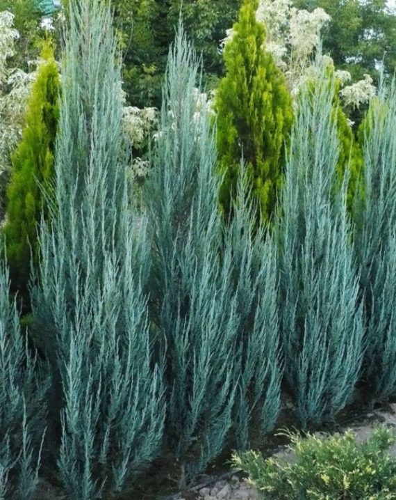 juniperus blue arrow 1