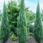 juniperus blue arrow
