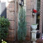 juniperus blue arrow 2