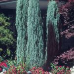 juniperus blue arrow 3