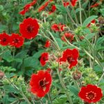 potentilla atrosanguinea 1