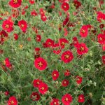 potentilla atrosanguinea