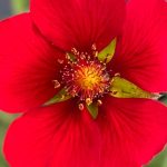 potentilla atrosanguinea 3