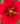 potentilla atrosanguinea 3