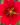 potentilla atrosanguinea 3