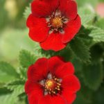 potentilla atrosanguinea 4