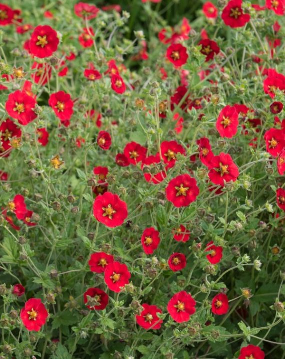 potentilla atrosanguinea